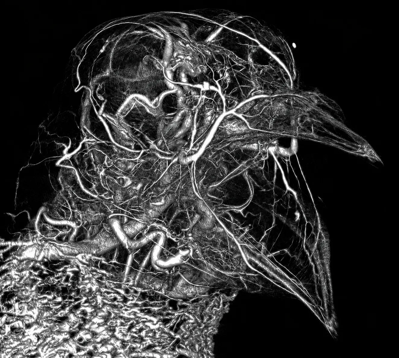 An imaging scan of a bird's head and neck revealing the branching network of blood vessels beneath the skin.