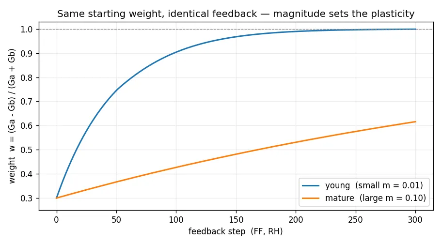 A plot of weight w against feedback step. Two curves both start at w about 0.3. The 'young' curve (small magnitude m = 0.01) rises steeply and saturates at 1.0 within about a hundred steps. The 'mature' curve (large magnitude m = 0.10) rises slowly and has only reached about 0.6 by step 300.