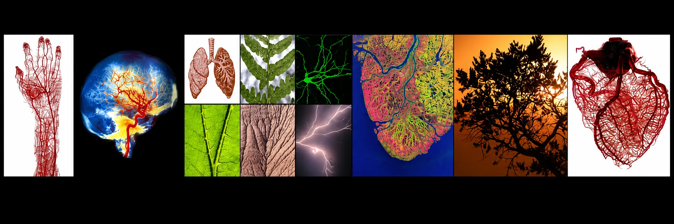 Four nature photos annotated with examples of thermodynamic bits at adaptive bifurcations.